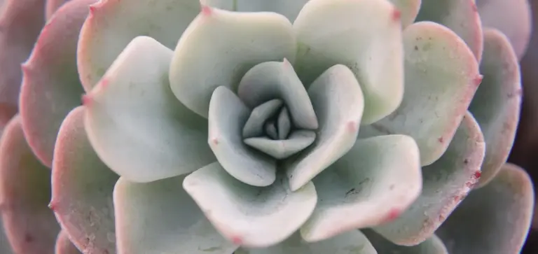 Close-up of a pale-green Echeveria rosette with pink-tinged leaf edges