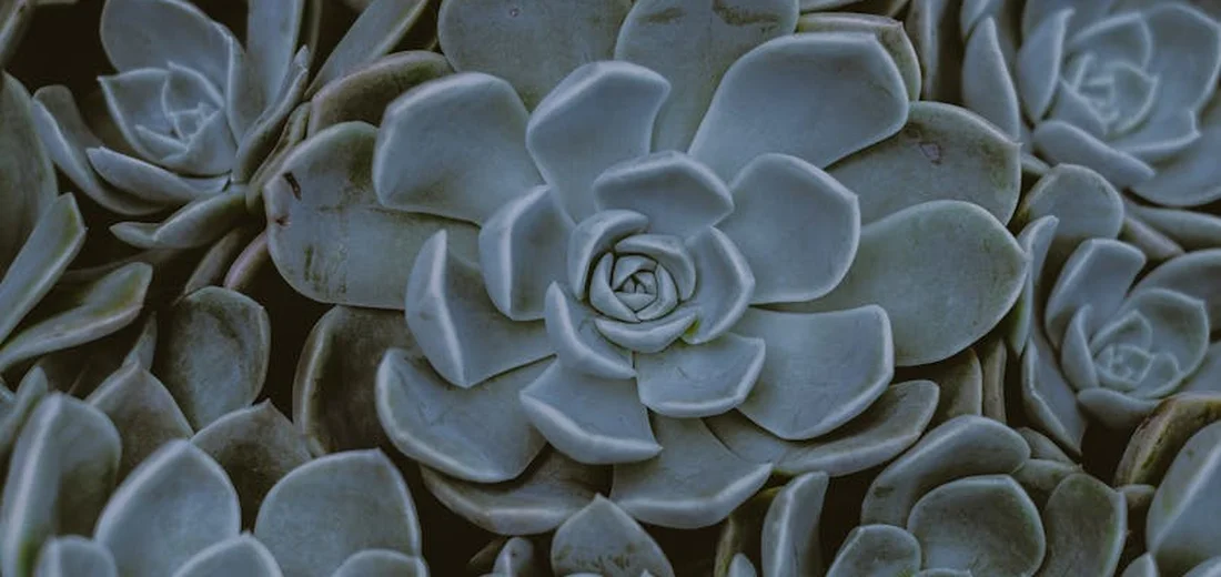 Close-up of blue-gray echeveria rosette succulent