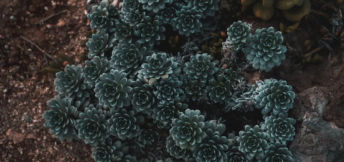 Close-up of blue-green echeveria rosettes clustered in soil