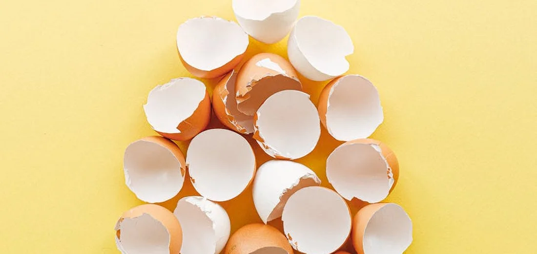 Broken eggshells piled on a yellow background, prepared for use in succulent care.