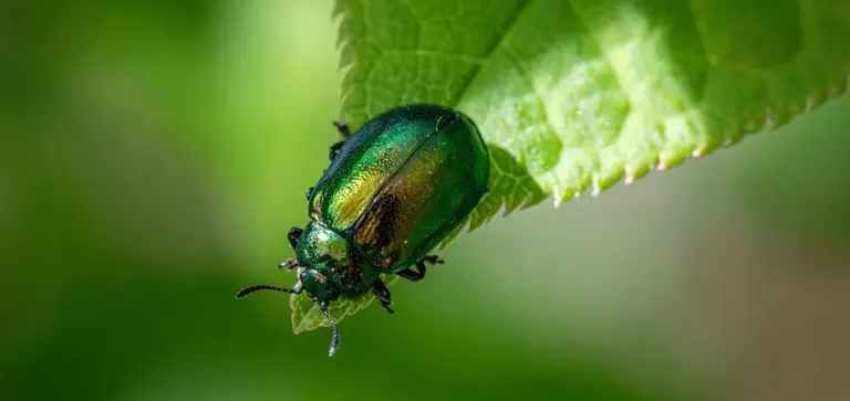 Close-up of a shiny metallic emerald-green beetle on a plant leaf