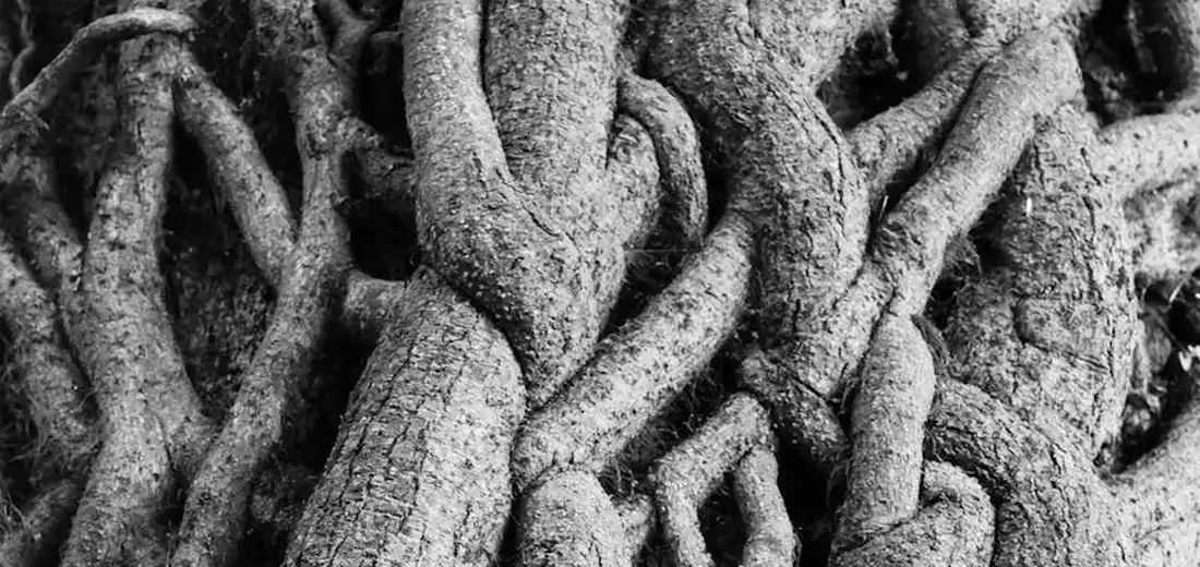Close-up of thick, twisted plant roots or vines tangled together in a dense network.