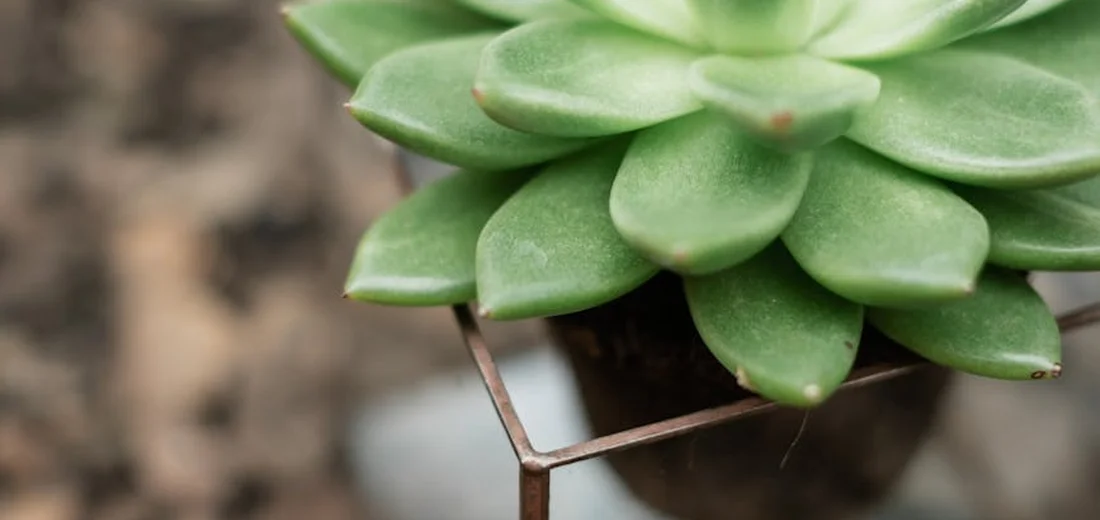 Close-up of a green succulent with rounded leaves forming a tight rosette in a pot