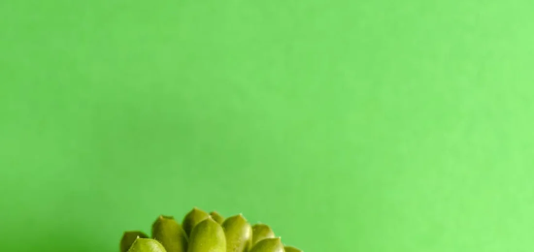 Rosette-shaped succulent with thick green leaves at the bottom left, set against a bright lime-green background.