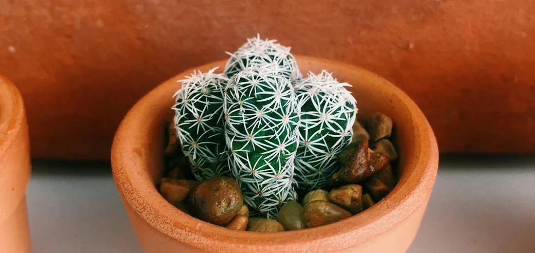 A cluster of small white-spined succulents in a terracotta pot with pebbles.