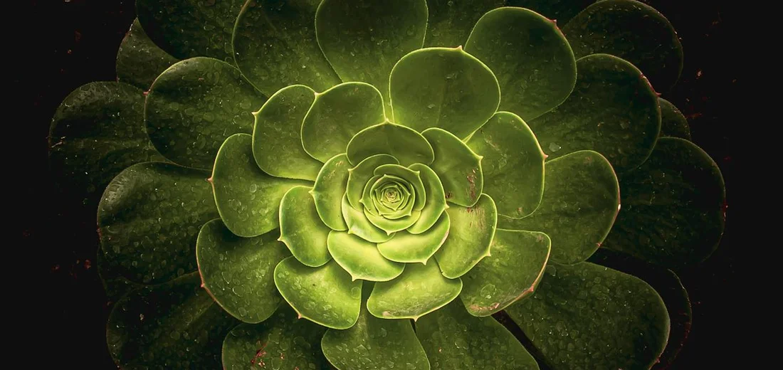 Close-up of a green rosette succulent with layered leaves against a dark background.