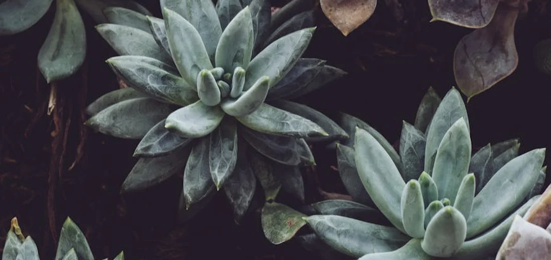 Bluish-green rosette succulents with thick leaves arranged in a tight circle, set against a dark background