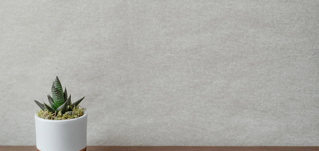 A small succulent in a white, modern pot on a wooden surface against a pale gray textured wall.