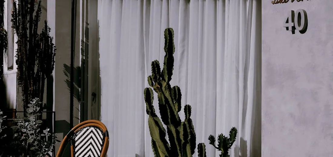 Indoor display of tall columnar cacti and other succulents in pots placed by white curtains, with a wicker chair nearby.
