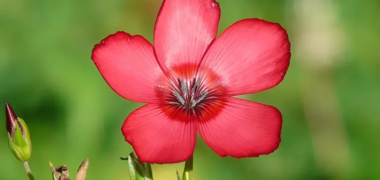 Close-up of a bright pink-red five-petaled flower with a dark center against a blurred green background