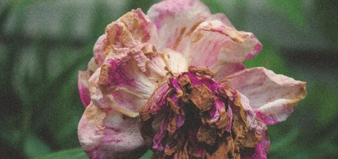 Close-up of a pink flower with brown, shriveled petals indicating humidity-related stress.