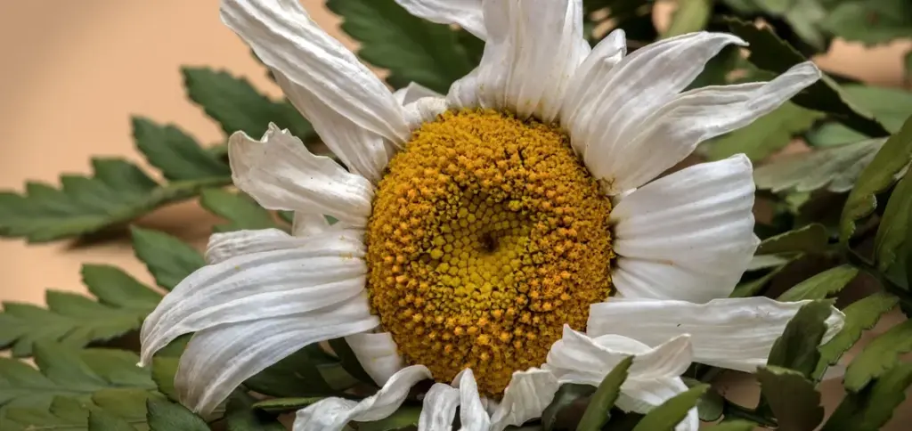 What Are the Signs of Low or High Humidity Stress in Plants?