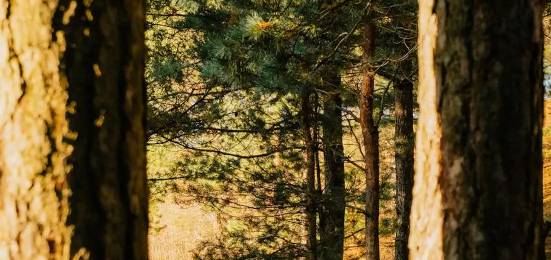 Sunlit forest with tall trees and warm golden light filtering through the foliage.