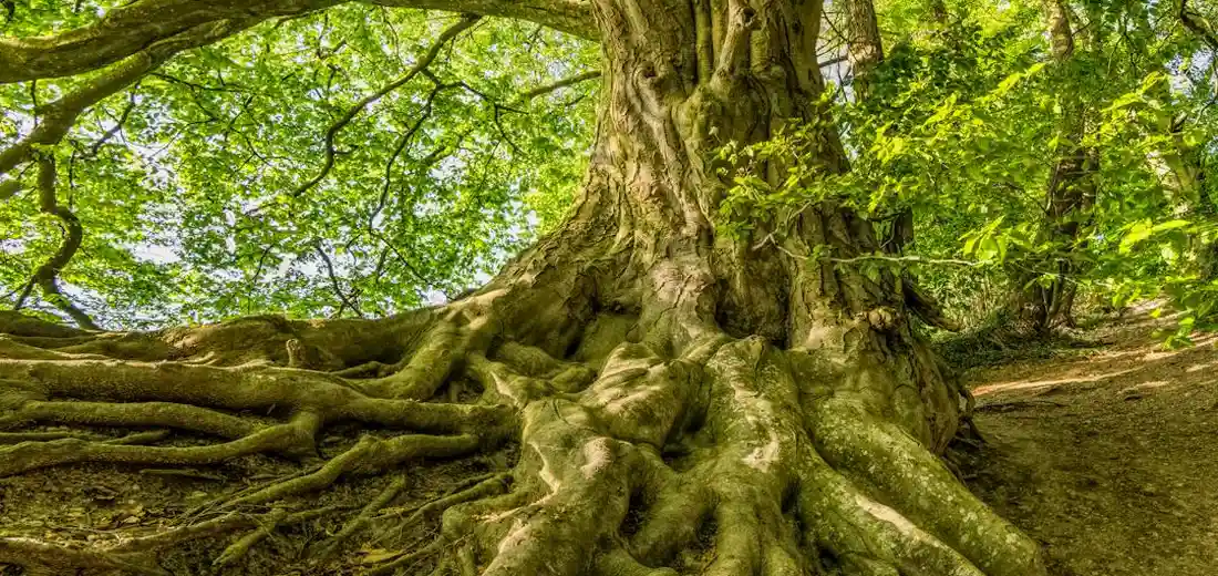 A large tree with extensive above-ground roots sprawling across the forest floor, illuminated by dappled sunlight.