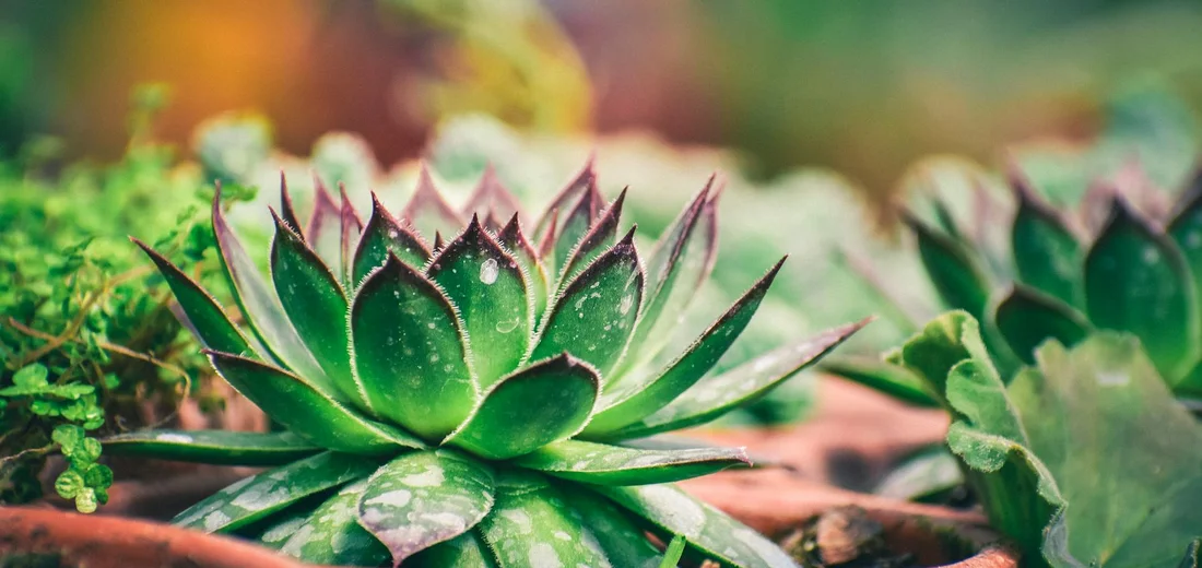 Close-up of green rosette succulents in a pot