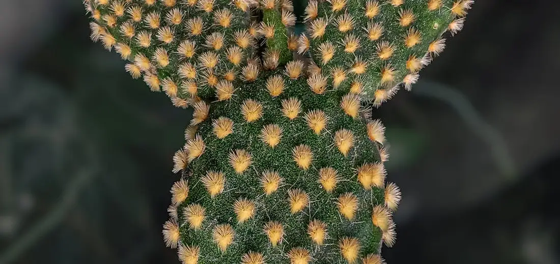 Close-up of a green cactus stem with dense yellow-brown spines