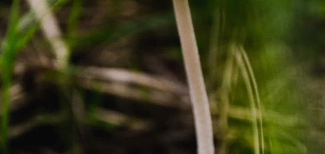 Close-up of a pale, elongated, worm-like insect on a green, blurred background, resembling a fungus gnat larva in indoor plant soil