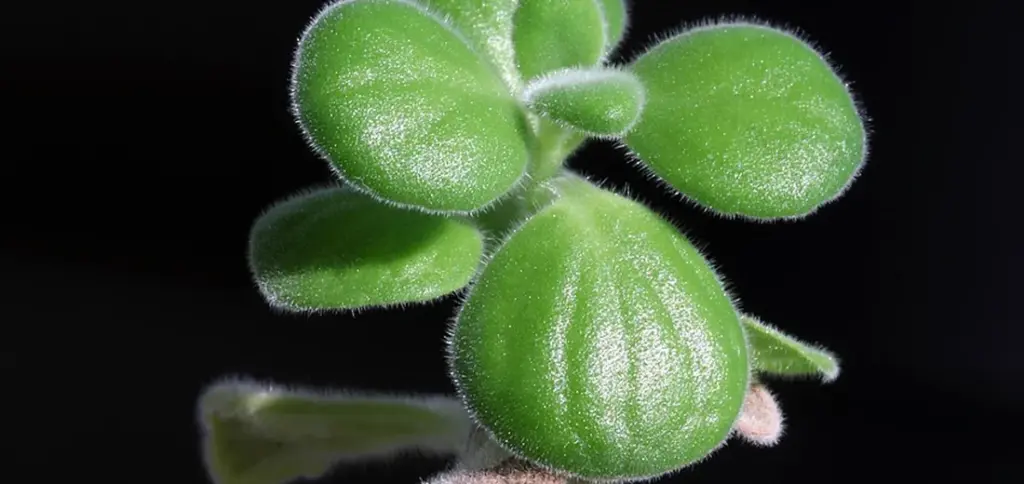 How Often to Water Small and Mini Succulents