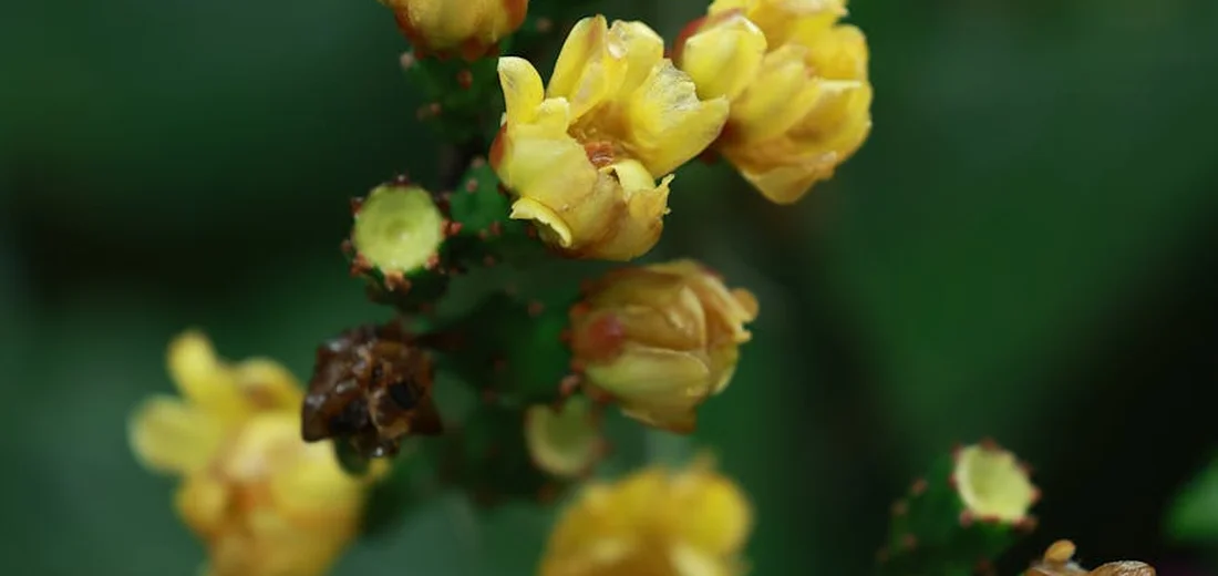 Close-up of small yellow blossoms on a succulent with a green, out-of-focus background.