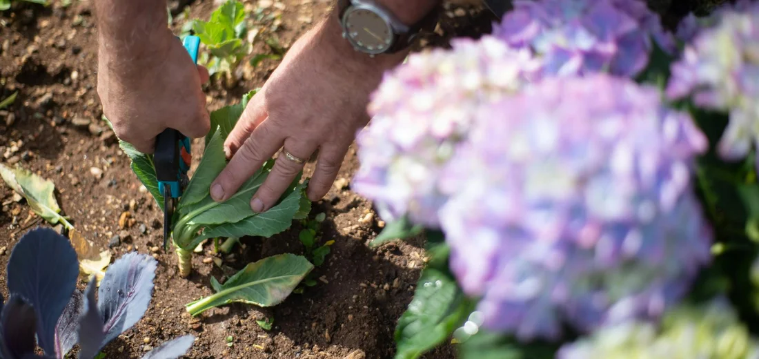 Hands planting or propagating cuttings in soil beside purple hydrangea blooms.
