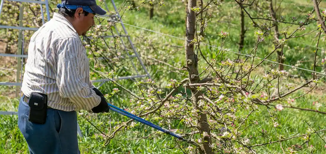 Gardener pruning a tree in a sunlit garden using pruning shears