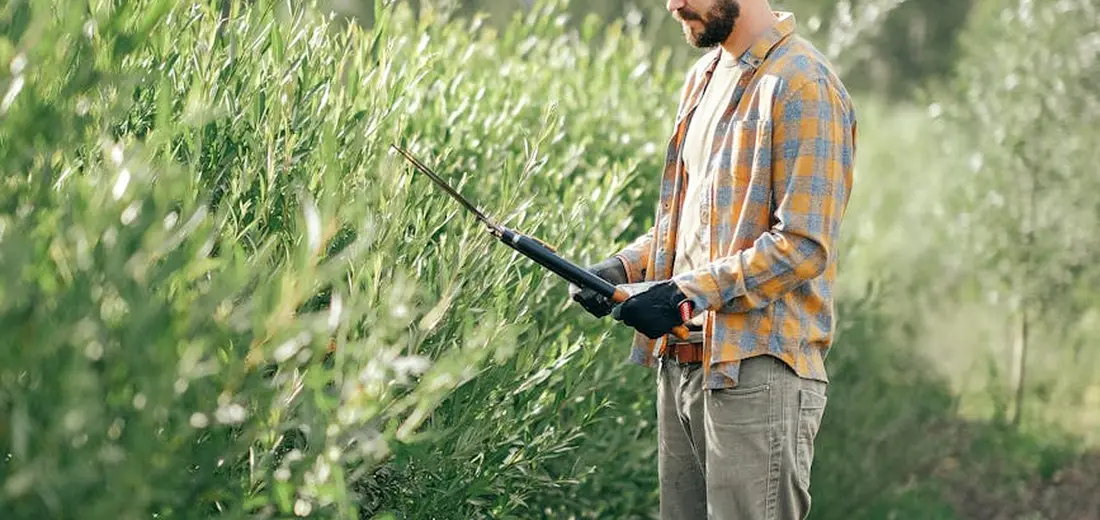 A gardener pruning a dense hedge with long pruning shears in a sunlit garden.