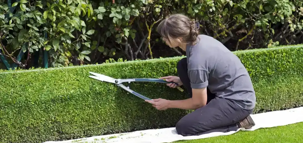 Prune Your Plants for Better Air Flow and Light: A Simple Guide