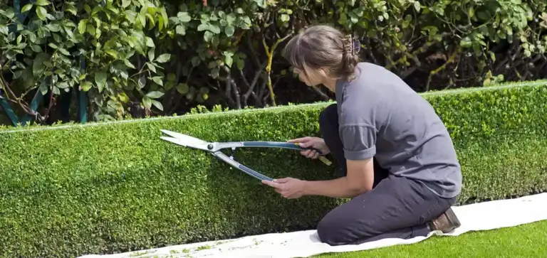 Gardener kneeling by a low hedge, pruning with long-handled shears to improve air circulation and light penetration through the foliage.