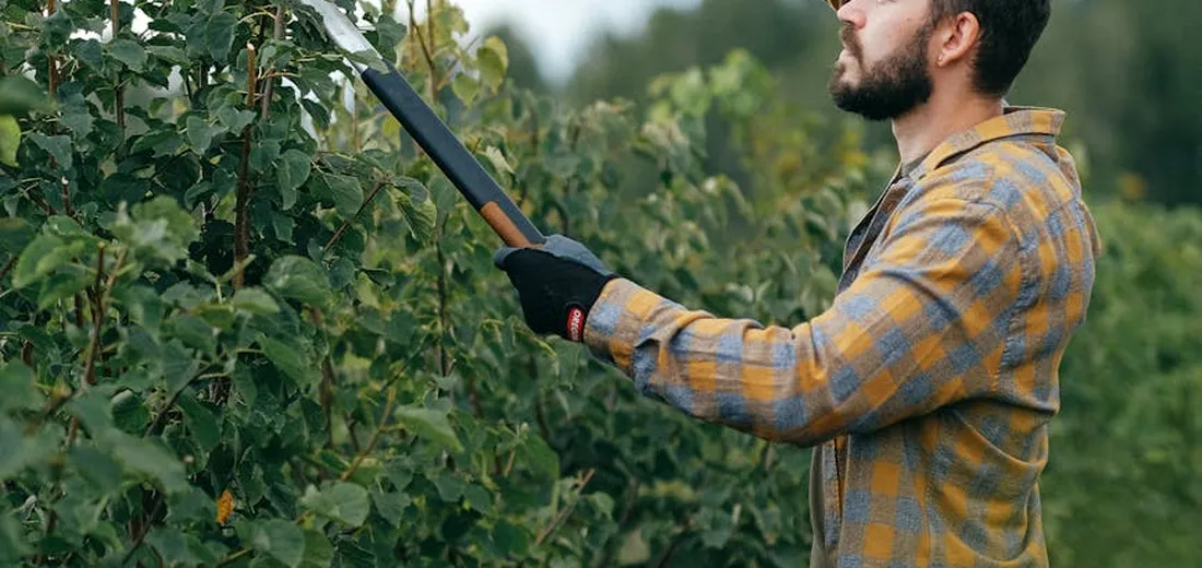 Gardener wearing a plaid shirt and gloves trimming a dense hedge with a long-handled pruner.