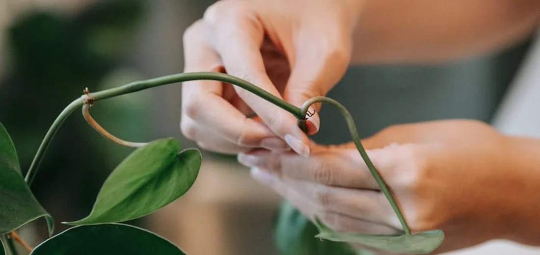 Close-up of hands pruning a stem on a houseplant with green leaves in the background