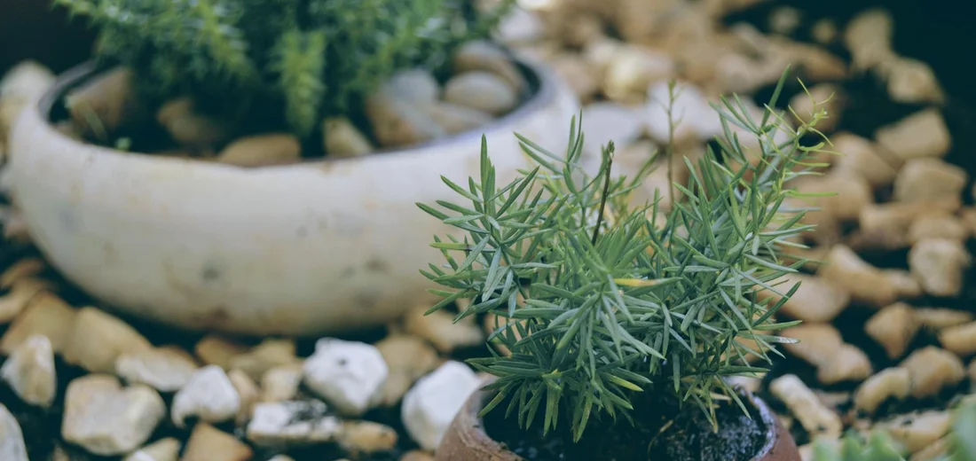 Small succulent in a terracotta pot on a bed of pebbles with a white ceramic pot in the background.