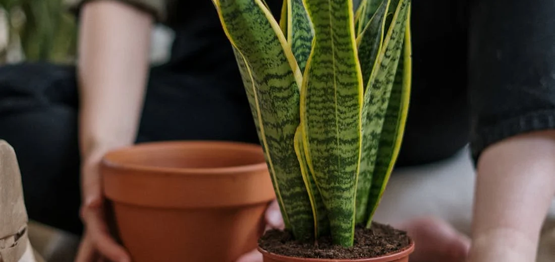 Close-up of a snake plant in a terracotta pot being prepared for propagation, with hands in the background.