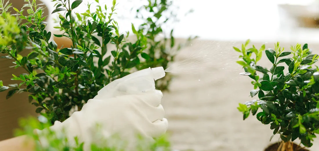 Close-up of a gloved hand inspecting green plants for pests.