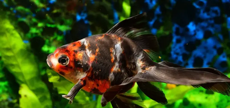 Colorful fancy goldfish swimming among lush green aquatic plants in an aquarium.