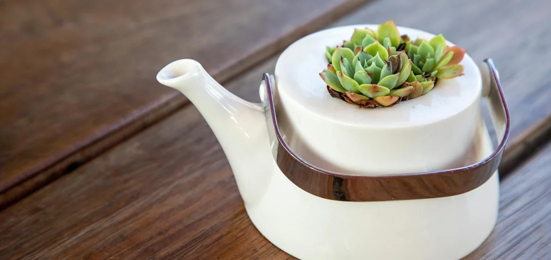 A small succulent sits on the lid of a white teapot on a wooden surface.