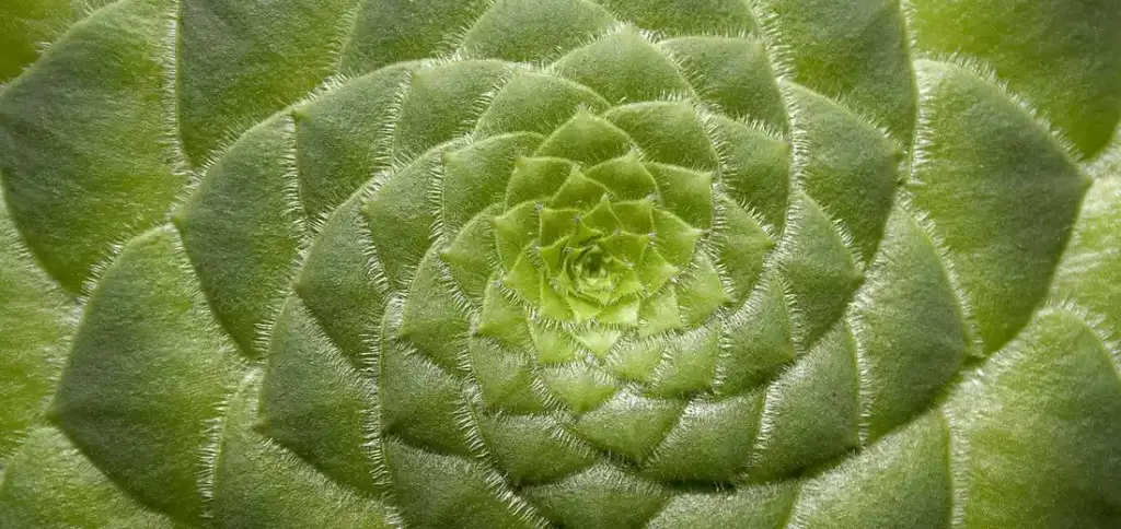 Where to Buy Mountain Rose and Black Rose Succulents