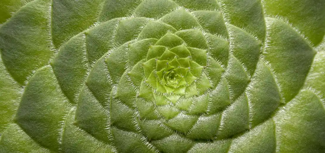 Close-up of a green rosette succulent with tightly overlapping leaves.