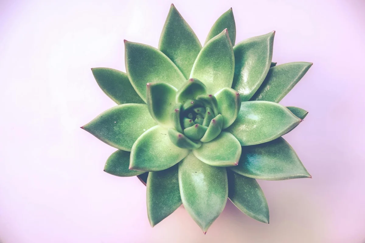 Smiling woman with a towel wrapped around her head, applying foamy face wash in a bathroom.