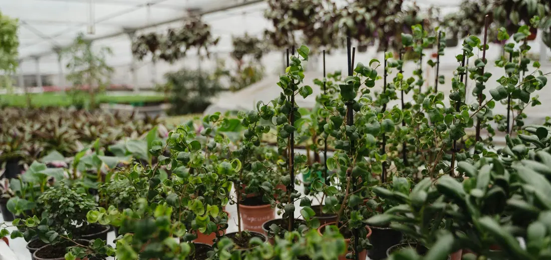 Rows of small potted green plants with dense foliage on benches inside a greenhouse.