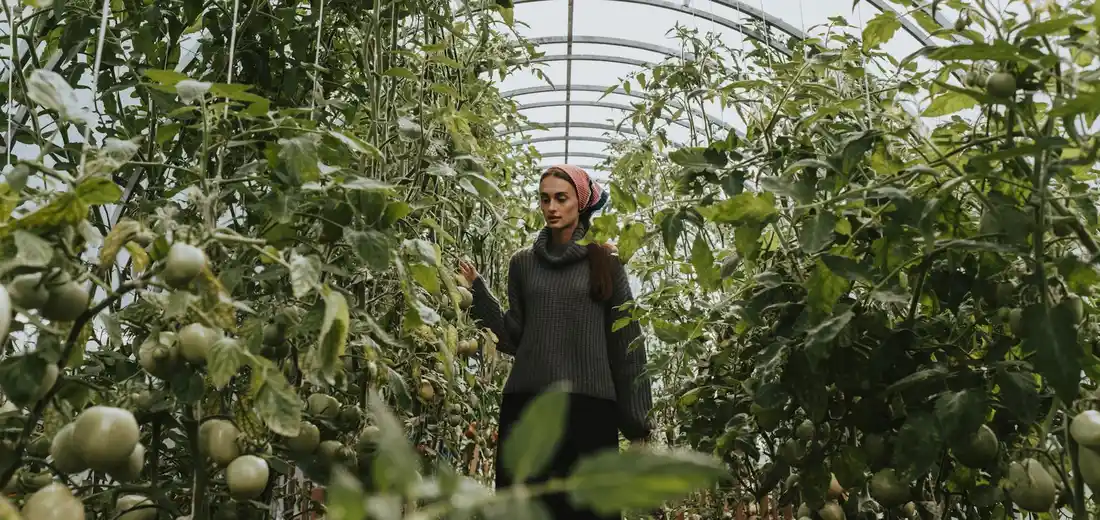A person walks through a greenhouse aisle lined with tomato plants and fruit, under a curved transparent roof.