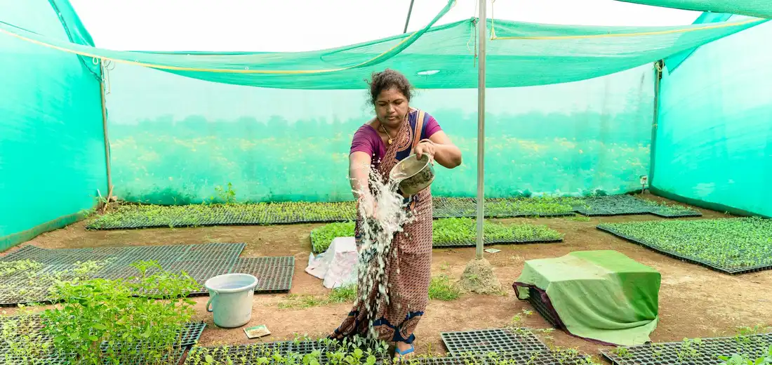 A person watering trays of young plants inside a green-covered greenhouse.