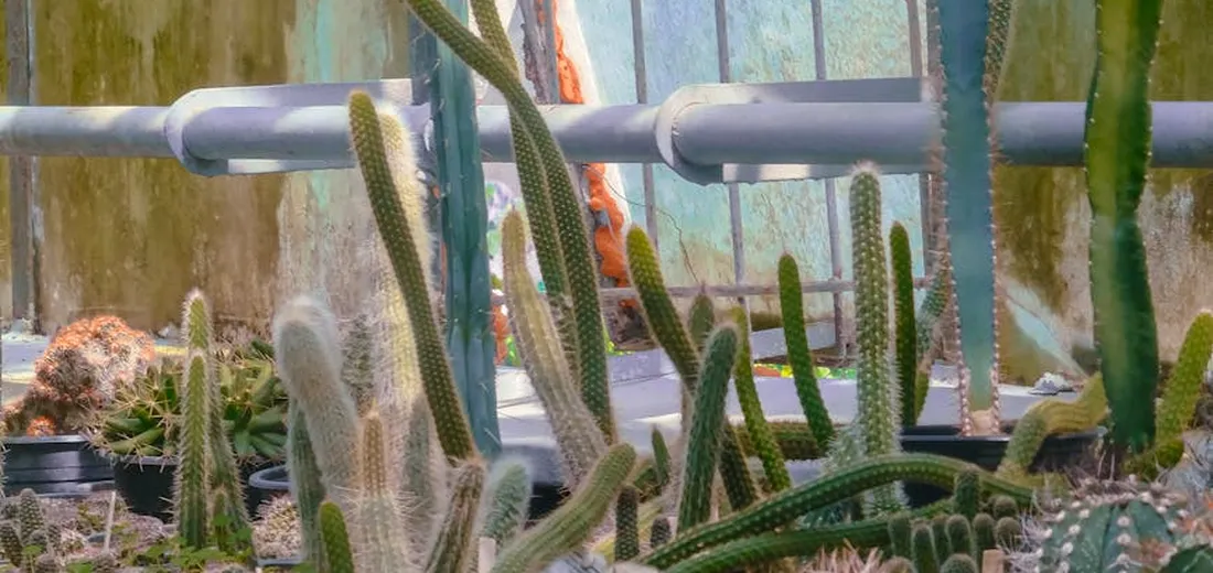 Rows of green cacti and succulents in a greenhouse