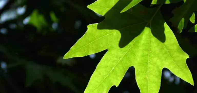 Close-up of a bright green leaf lit by sunlight, showing detailed veins and texture