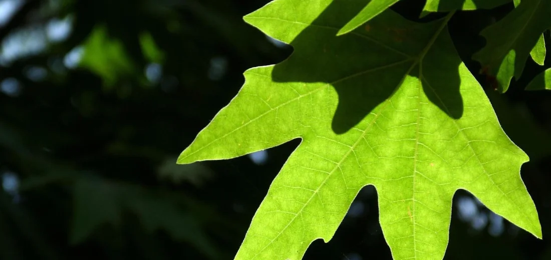 Close-up of a bright green leaf lit by sunlight, showing detailed veins and texture