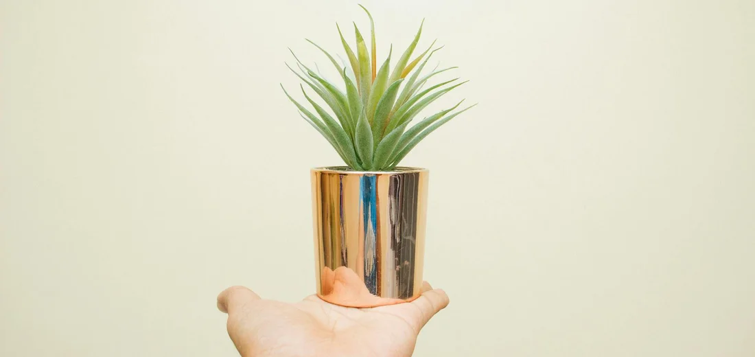 Hand holding a small potted plant in a shiny metal pot against a pale background.