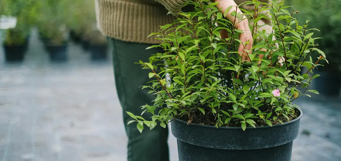 A person wearing a sweater holds a black plastic pot with a leafy green plant and small pink flowers, with other pots blurred in the background in a nursery or greenhouse.