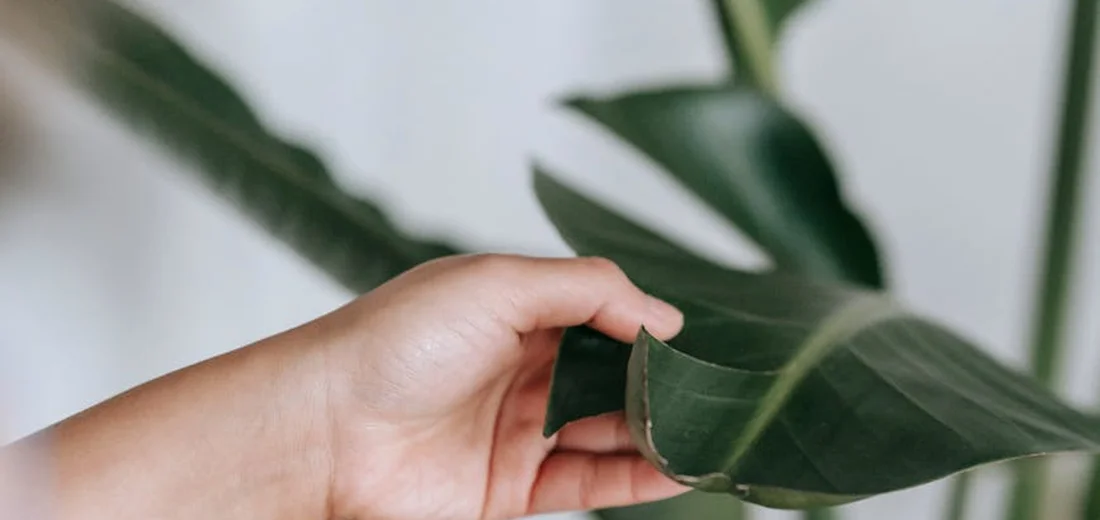 Close-up of a person's hand touching a broad green indoor plant leaf with other leaves blurred in the background