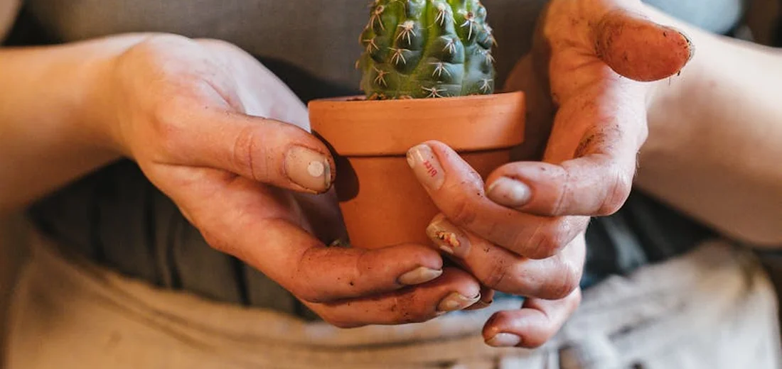 Close-up of hands holding a small cactus in a terracotta pot with soil