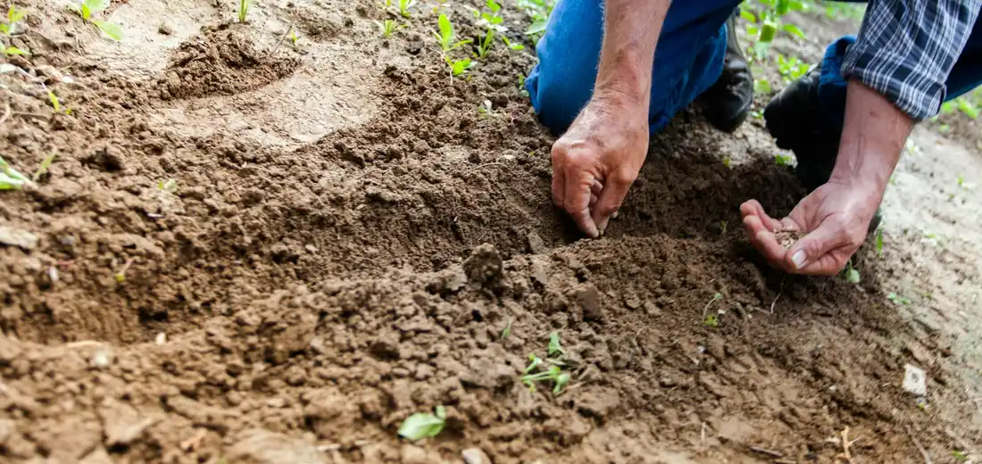 Close-up of hands digging and mixing soil in a garden bed as part of soil testing and amendment preparation.