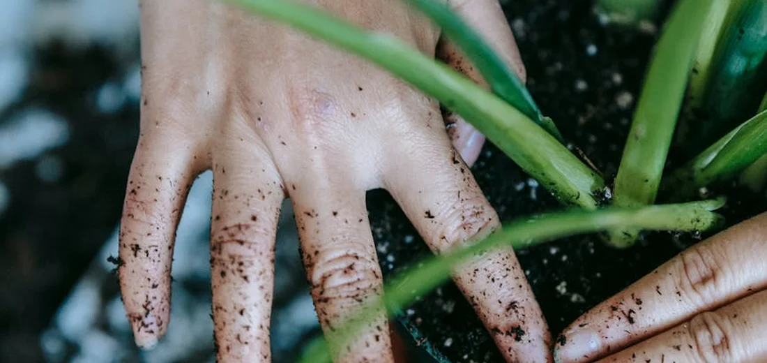 Close-up of dirty hands handling soil among succulent leaves